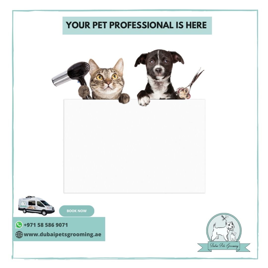 Copy of WE ENSURE BEST GROOMING SERVICE FOR YOUR PETS RIGHT AT YOUR HOME (3)